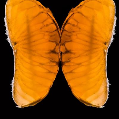 papillon clementine